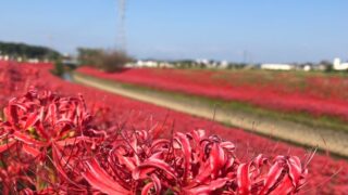 逢妻女川（あいづまめがわ）の彼岸花