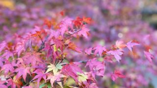 紅葉ドライブ　滋賀県を車で回る日帰り紅葉お寺めぐり。三ヶ所のレポート2023　