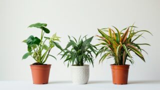 『運気が良くなる』と言われるおすすめ観葉植物５選